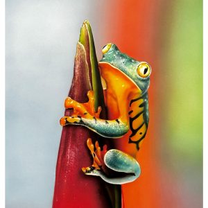 Hyperrealistic airbrush painting of a frog by Daniela Frongia.