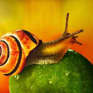 Lime Snail — Original Artwork