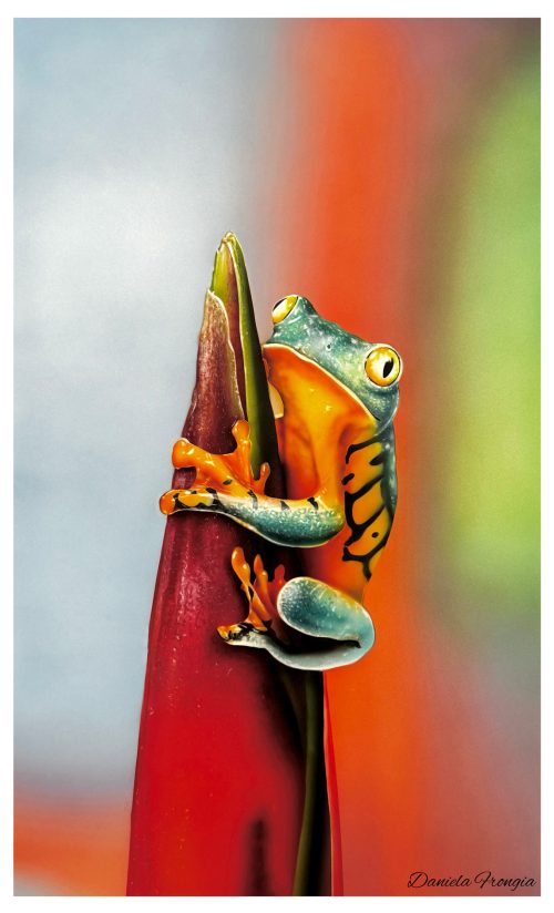 Hyperrealistic airbrush painting of a frog by Daniela Frongia.
